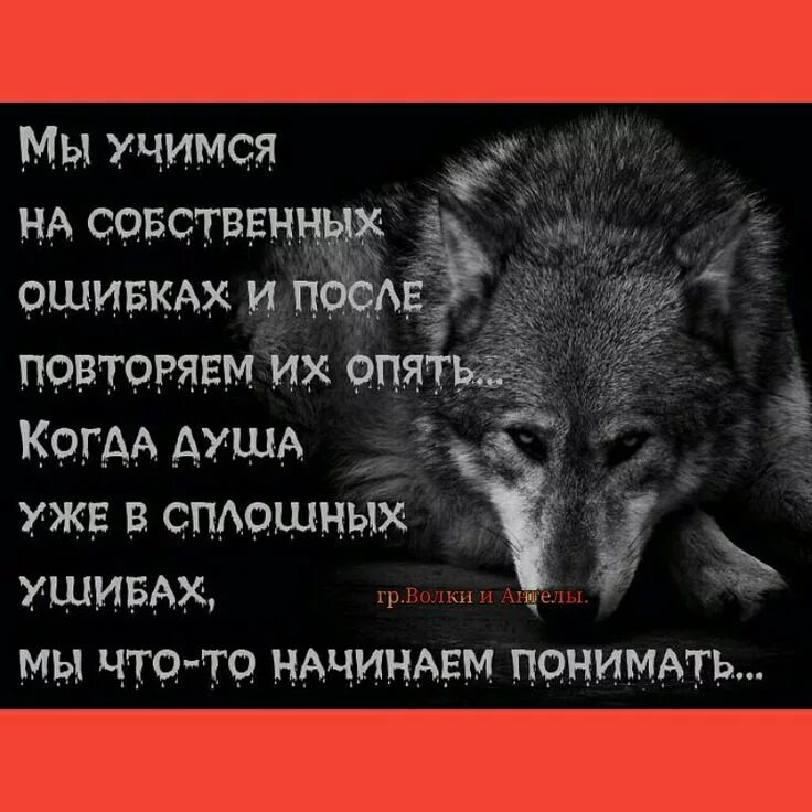 Волк новое слово. Мудрые фразы волка. Статусы про Волков. Мудрые цитаты.волк. Умные фразы про Волков.