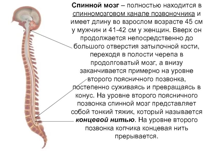 Спинной канал в спинном мозге. Спинной мозг в спинномозговом канале. Спинной мозг заканчивается на уровне. Позвоночник и спинной мозг.