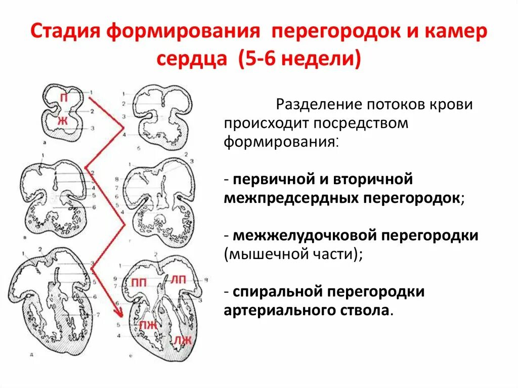 Дефект аортолегочной перегородки тест нмо. Формирование перегородок сердца. стадия формирования камер и перегородок сердца. стадии развития сердца. развитие межжелудочковой перегородки.