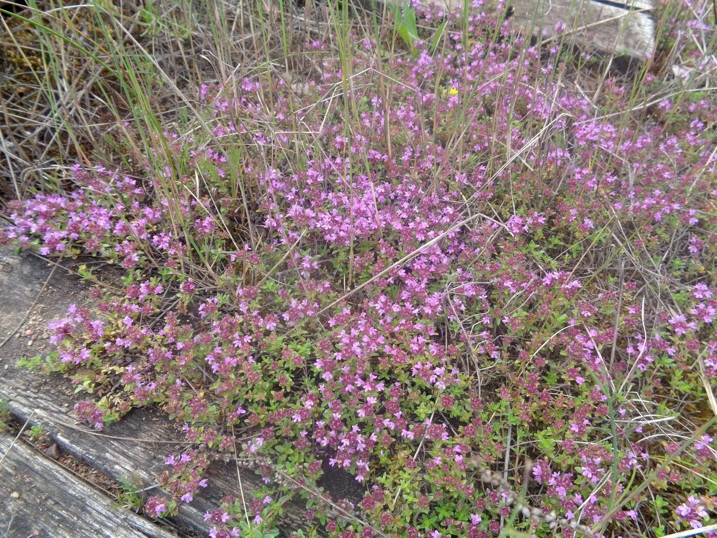 Тимьян зимой. Тимьян ползучий (thymus serpyllum). тимьян ползучий гф. тимьян ползучий (thymus serpyllum &#039;magic carpet&#039;).