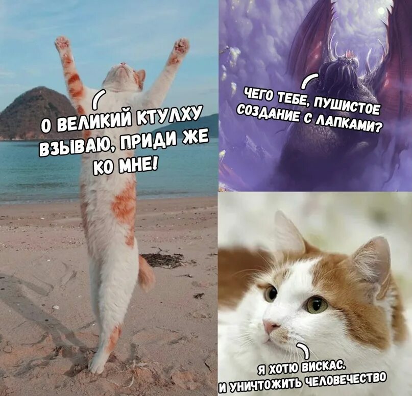 Кот разрушил. Котик конец света. плакат уничтожить котов. три кота уничтожили человечество.