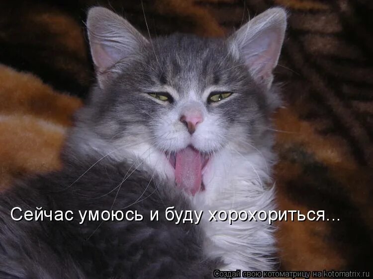 Что значит хорохориться. Что значит хорохориться. Выборочное. Харахорятся хорохорятся или. Хорохориться и ерепениться.