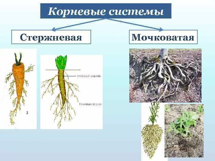 Стержневая корневая система состоит из. Стержневая корневая мочковатая корни. Растения с мочковатой корневой системой. Стержневая и мочковатая система. Мочковатая система корня.