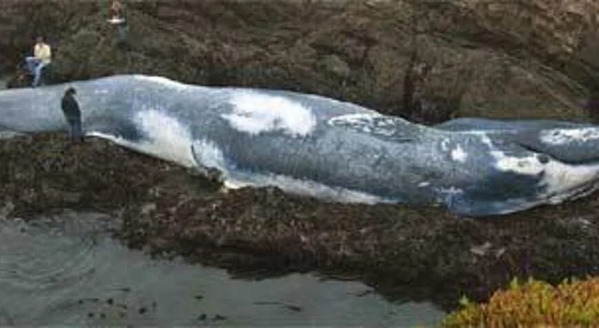 Голубой кит balaenoptera musculus. Размер белого кита. Полярный дельфин белуха. Выть белугой. Белый полярный кит белуха.