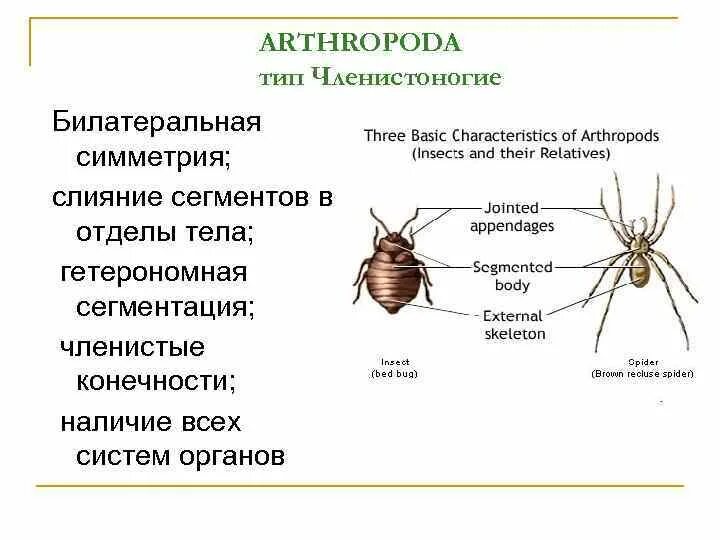 3 класса типа членистоногих. Тип симметрии членистоногих. Симметрия тела членистоногих. Билатеральная симметрия у членистоногих. Членистоногие сегментация тела.