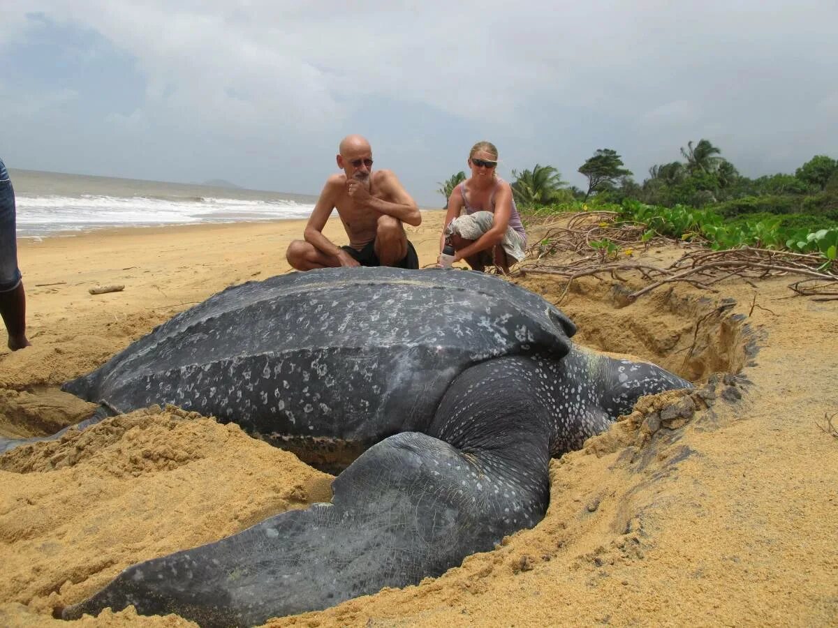 Самая огромная 18. Самая большая кожистая черепаха. Гигантская кожистая морская черепаха. Кожистая морская черепаха самая большая черепаха в мире. Кожистые черепахи самые большие черепахи в мире.