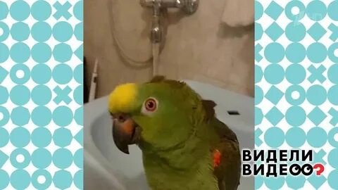 Попугай видел это