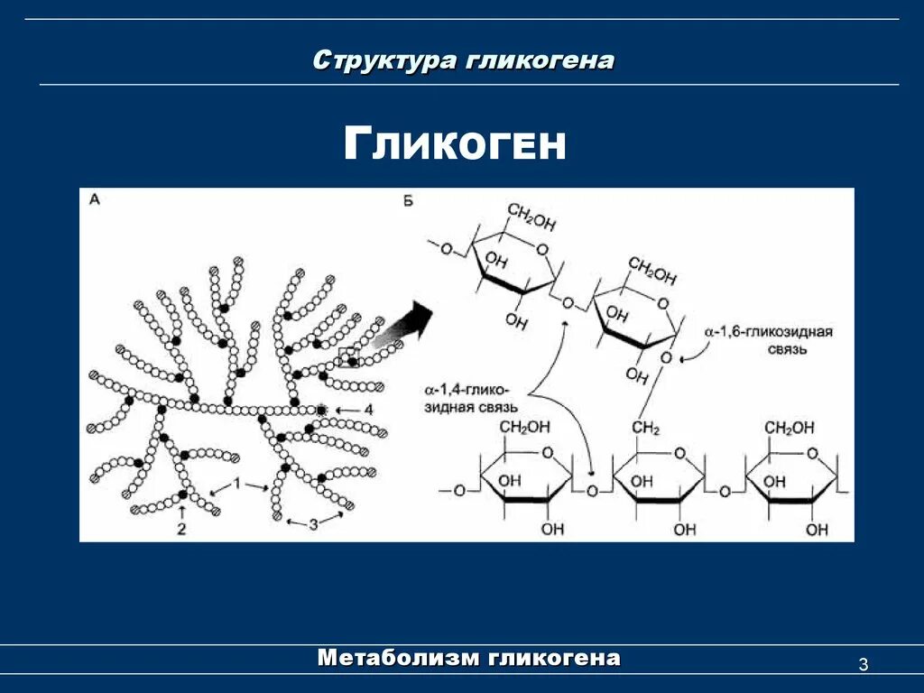 Гликоген состав биохимия. Химическое строение гликогена. Структура гликогена. Молекула гликогена формула. Глюкоген