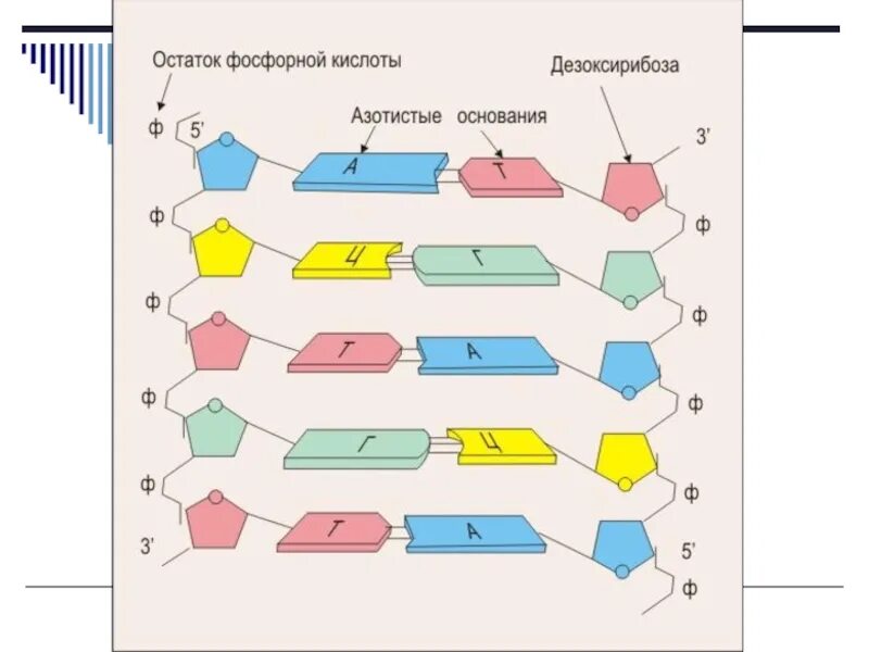 Образование комплементарной днк. Комплементарность схема днк. схема азотистых оснований в днк. молекула днк схема. нуклеотиды комплементарность схема.