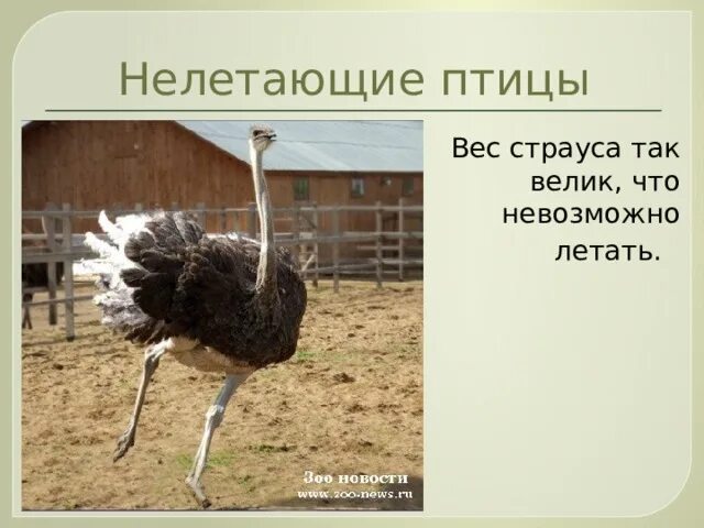 Птице высота песня. Вес страуса. Страус вес взрослой птицы. Вес СТРАУСЕНКА. Сколько весит страус.