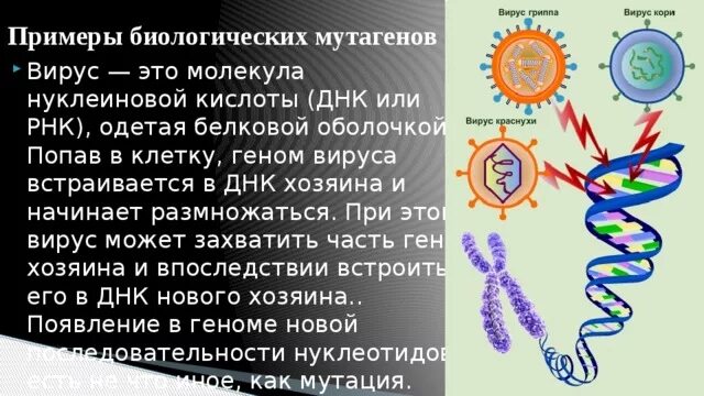 Генетический аппарат вируса представлен молекулой. Вирусный геном. Вирус генетическое строение. Биологические мутагены вирусы. Вирус встраивается в ДНК человека.