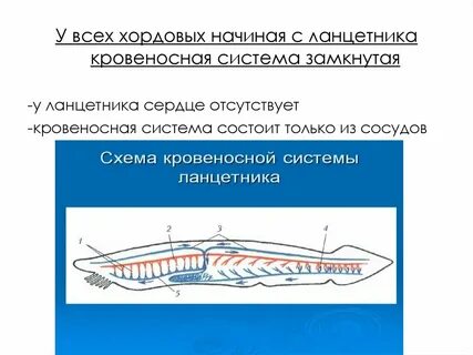 Системы хордовых