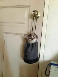Как наказать кошку