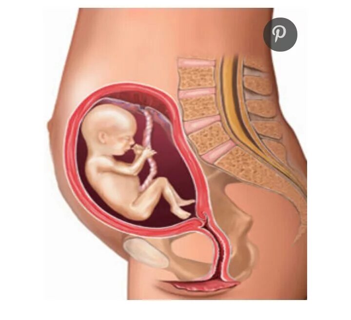 Плод на 17 неделе беременности. Расположение ребенка в животе. Расположение ребенка на 20 неделе. Малыш в 18 недель