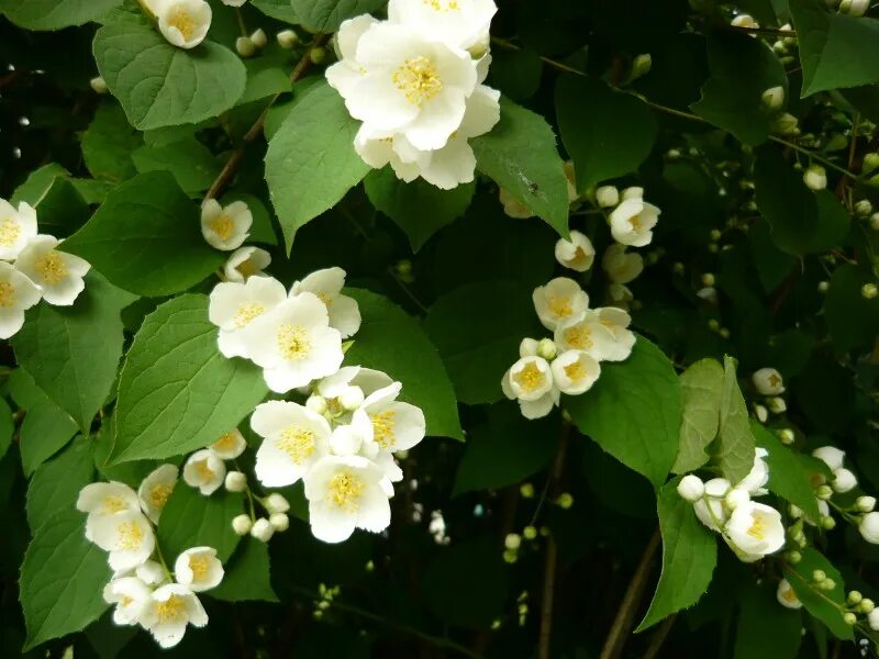 Чубушник кавказский. Чубушник листья. Philadelphus 'lemoinei'. Чубушник филадельфус. Чубушник листья.