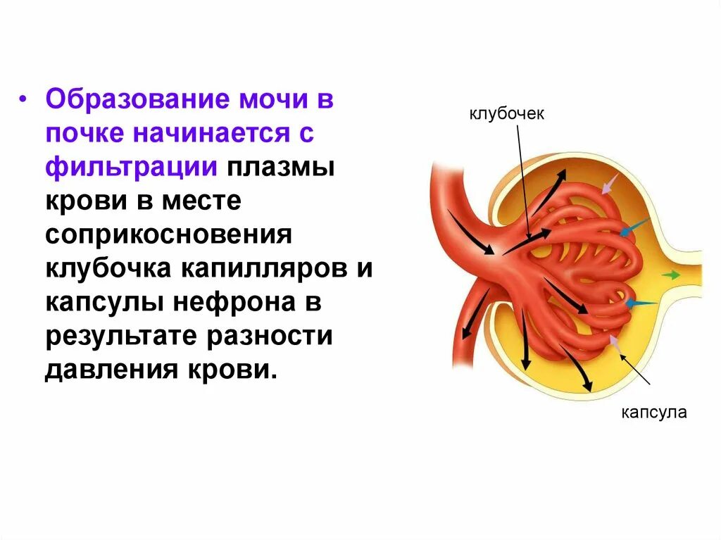 Образование мочи начинается с. Образование мочи в почках. фильтрация крови в капиллярном клубочке. формирование мочи в почках. процесс образования мочи.