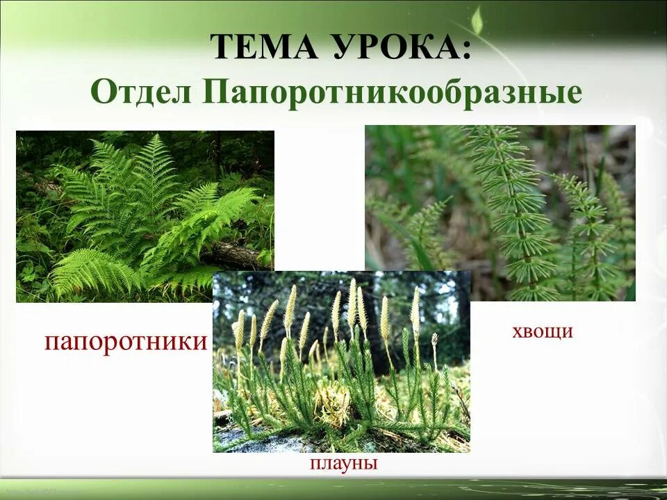 Отдел папоротники. Отдел Папоротниковидные. Общая характеристика папоротников. Классификация папоротникообразных. Тундра и тайга богаты папоротникообразными