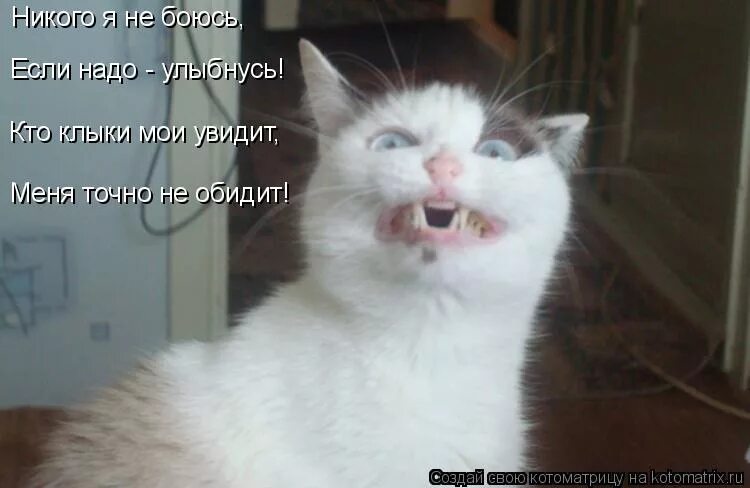 Ну я боюсь. Бойся меня человек енот. Ой боюсь. Ну я боюсь. Ой боюсь боюсь.