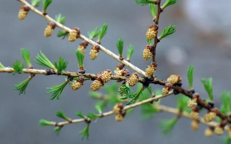 Почки лиственницы. Сибирская лиственница почки. Лиственница сибирская побег. Почки лиственницы. Сибирская лиственница почки.