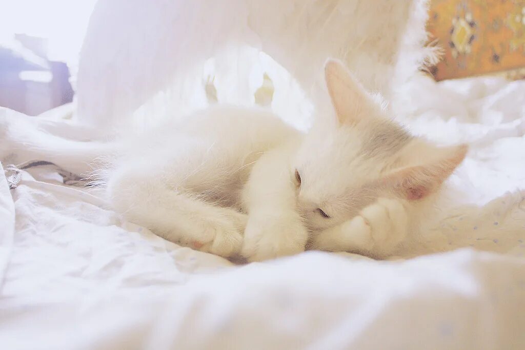 Спящие котята. Спящий белый котенок. Нежные котята. Белая киса