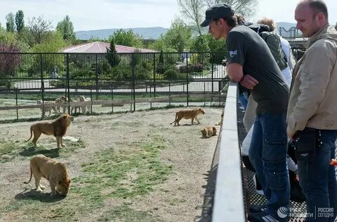 Тайган асада львица последние новости на сегодня