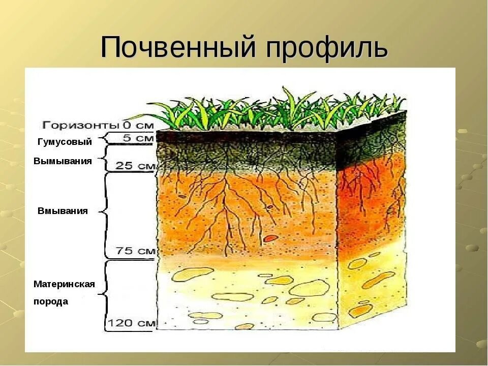Материнская порода гумусовый вымывания вмывания. Почвенный профиль и почвенные горизонты. Гумусовый почвенный Горизонт почвы. Строение почвы почвенные горизонты. Почвенный профиль гумусовый Горизонт.