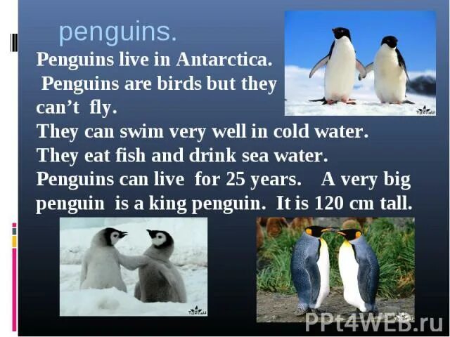 Penguins (Live)in the Antarctic Симпл. My favourite animal is Penguin. Penguins Live in Antarctica Worksheet. Penguin can Swim. He swims very well