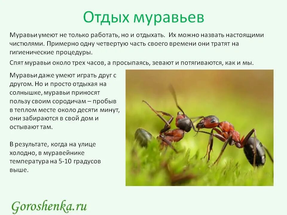Как разбавить муравьиную