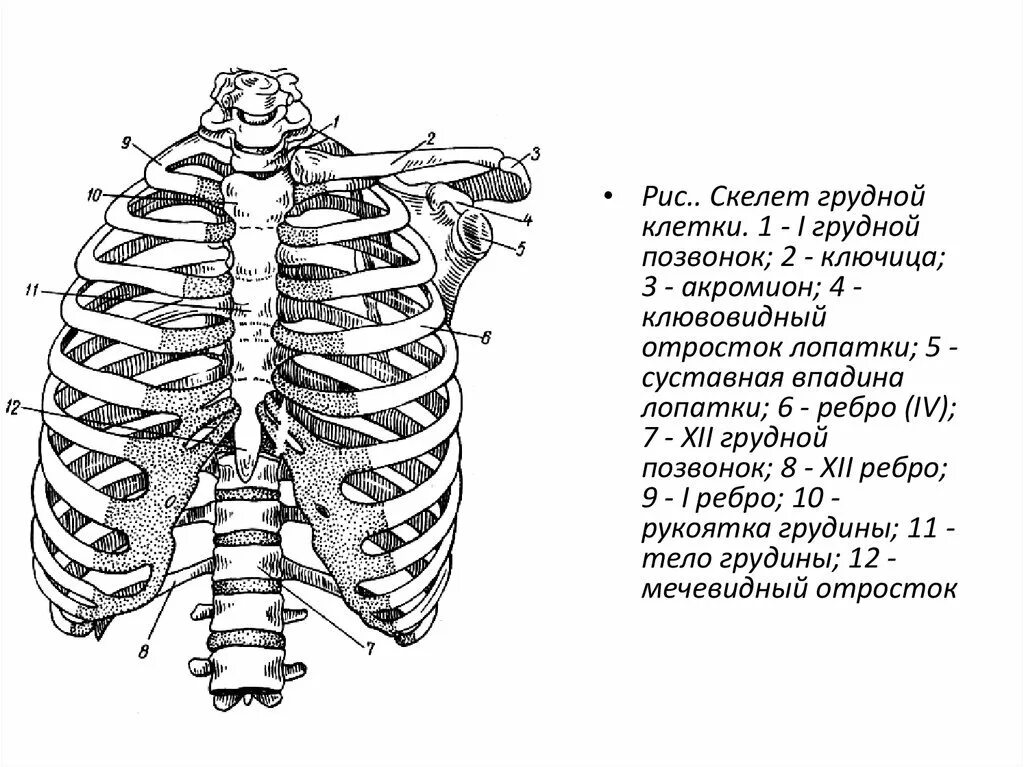 Скелет грудной клетки человека анатомия. Скелет грудной клетки вид спереди. Отделы ребер человека. Грудная клетка спереди анатомия строение. Крепление ребер к позвоночнику.