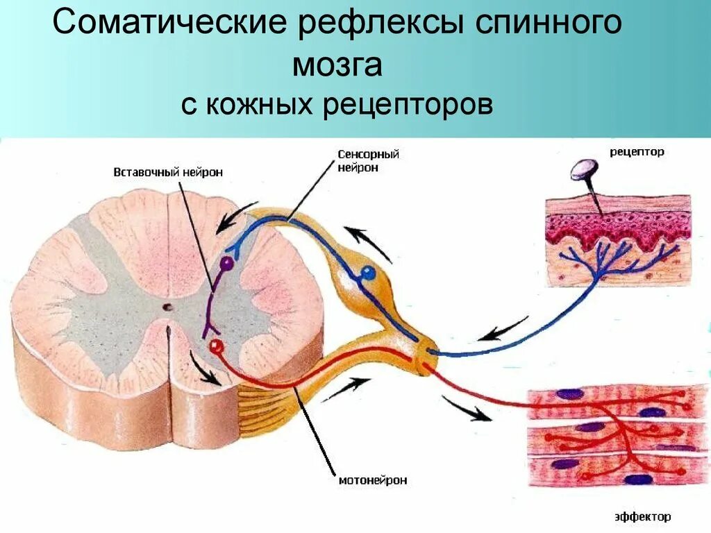 Рефлекторная дуга соматического спинного рефлекса. Строение рефлекторной дуги спинного мозга. Строение спинного мозга рефлекс. Соматические рефлексы спинного мозга.