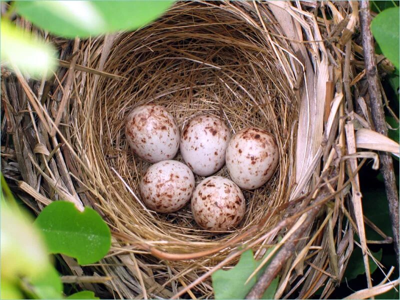 Яйца птиц покрыты. Обыкновенная овсянка гнездо. Гнездо лесного конька. Овсянка обыкновенная гнездование. Лесной конек птица гнездо.