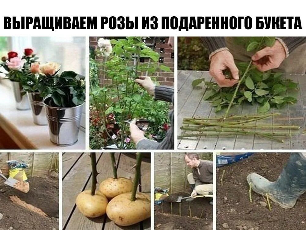 Выращивание картофеля домашних условиях. Вырастить розу из букета. Вырастить розу в картошке. Вырастить розу из букета в картошке.