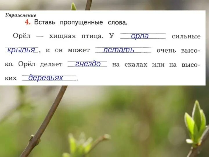 Вставьте в текст пропущенные слова какой. Вставь пропущенные слова орел хищная. вставь пропущенные слова. вставь пропущенные слова орел хищная птица. вставь пропущенные слова орел.