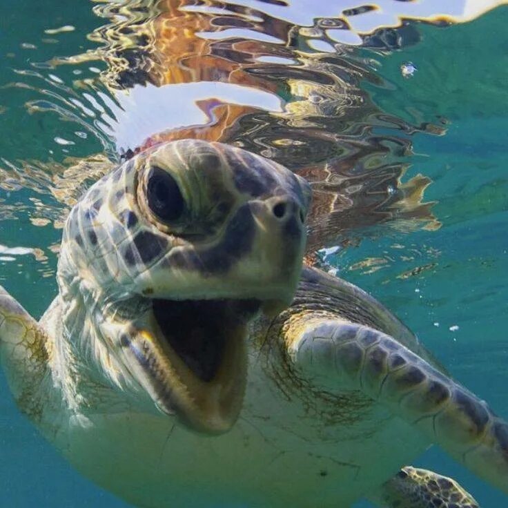 Wildlife planet. Плавание с черепахами. Черепаха плавает. Черепаха в океане. Поплавать с черепахами.