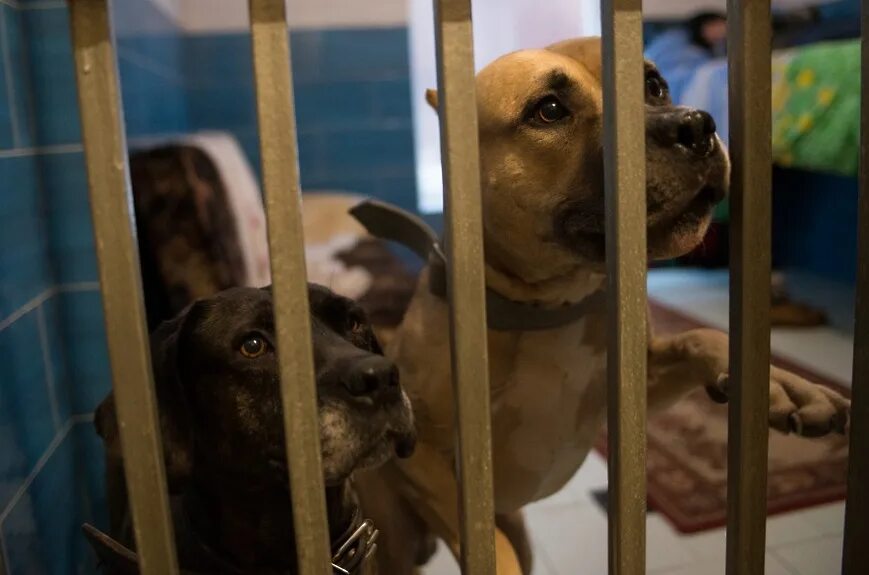 Приют для собак в красноярске. Лесной приют для собак. Приют для собак «супер-собака». Приют для собак в балашихе. Калуга собачий приют.