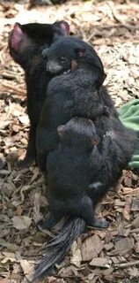 Сумчатый зверек падающий в обморок 7