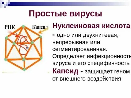 Вирус имеющий простое строение