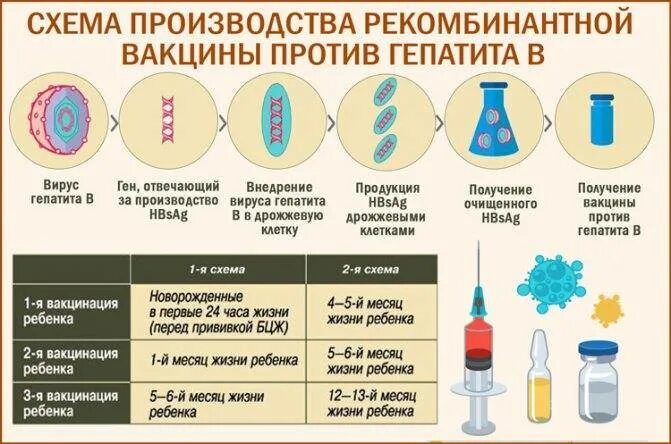 Гепатит в вакцинация новорожденных. Вакцина против гепатита а схема. Технологическая схема рекомбинантных вакцин. Вакцинация от гепатита в новорожденным. Прививка от гепатита у новорожденных.