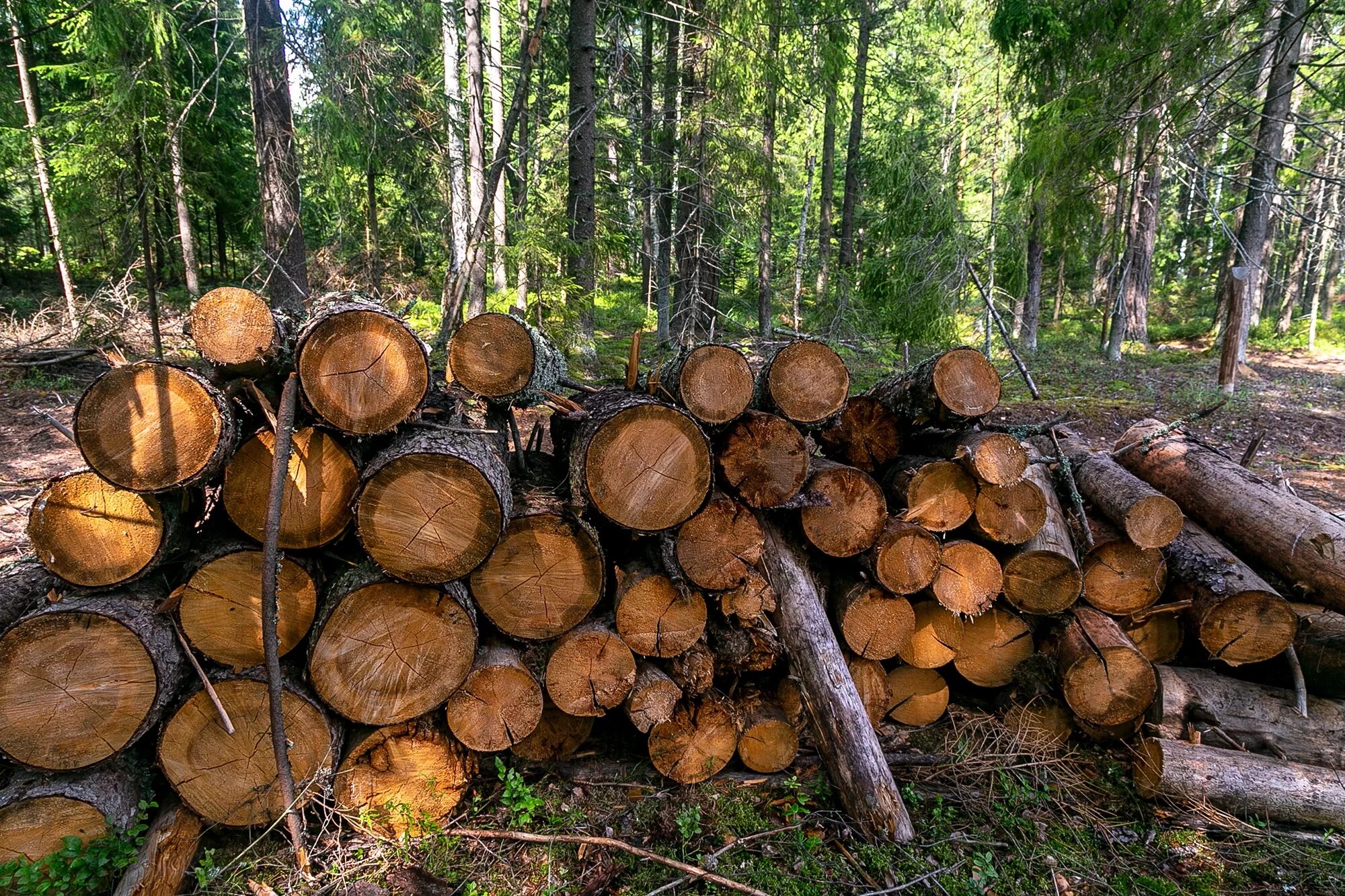 муром деревообрабатывающий завод. спк пионер судогодский район владимирская область. газопровод в селе. богданцево. церковь муромцево омская область.