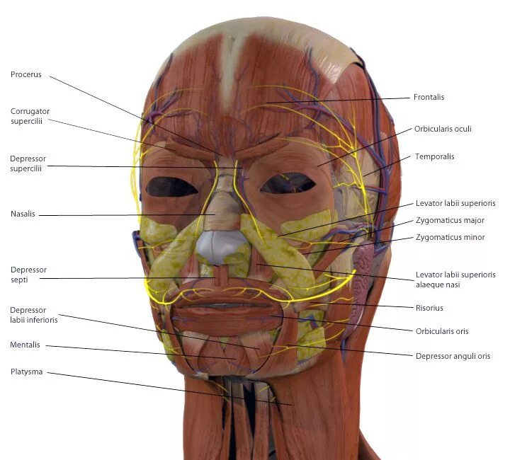 Анатомия лица мышцы нервы сосуды. Сосуды лица анатомия послойная. Мимические мышцы лица топографическая анатомия. Анатомия черепа и мимические мышцы. Head of function