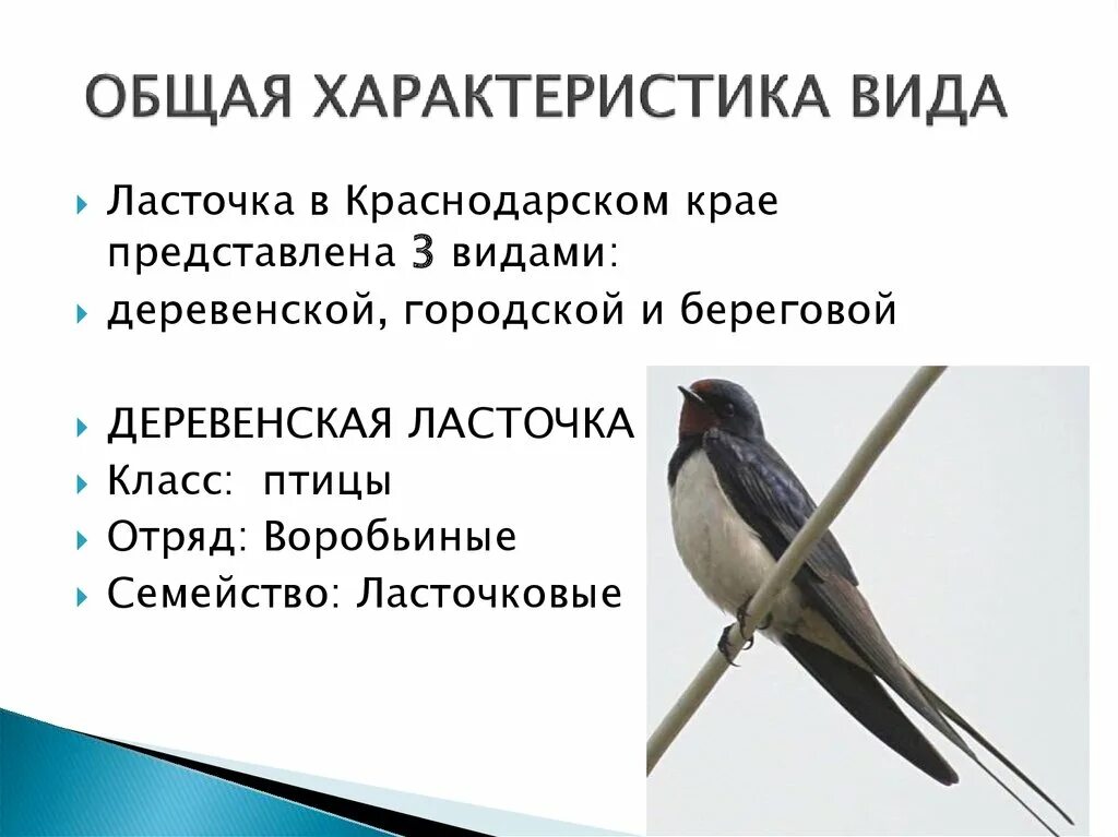 Ласточка размеры птицы. Разновидности ласточек. Описание ласточки. Городская Ласточка описание. Деревенская Ласточка описание.