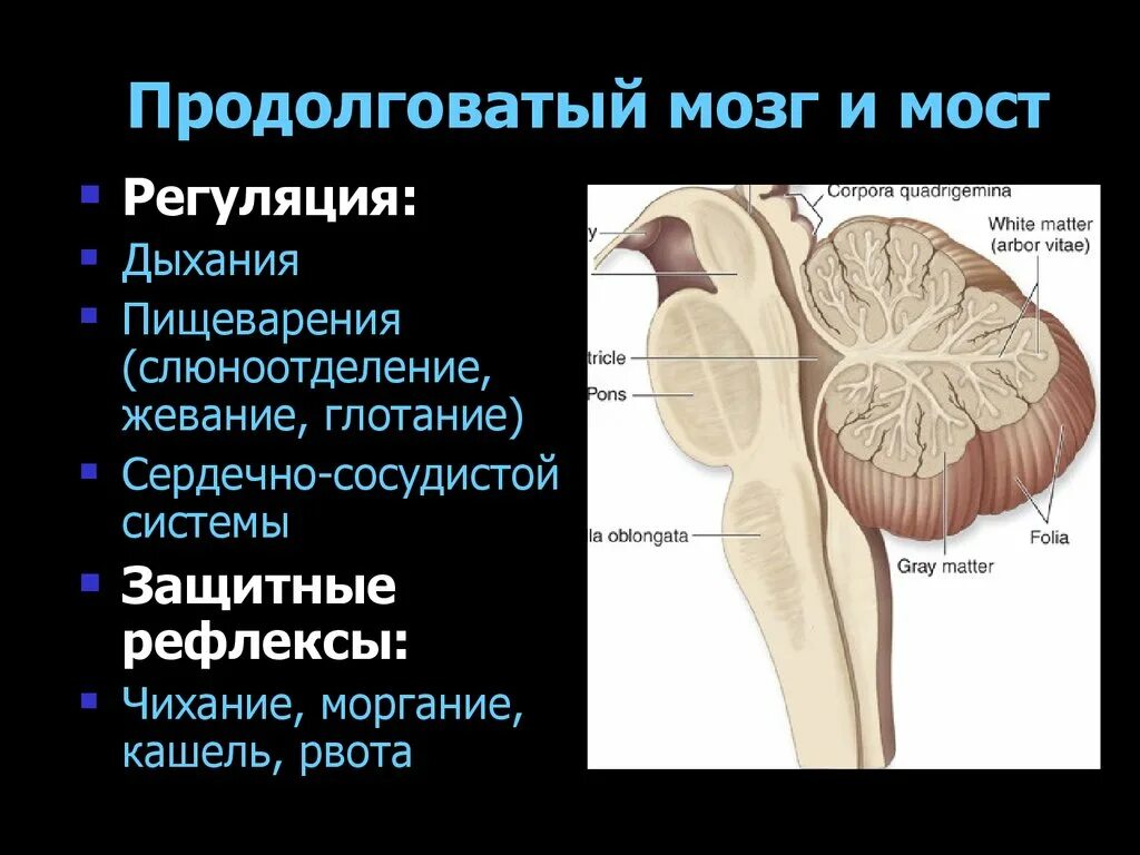 Центры управления сердечно сосудистой дыхательной и пищеварительной. Центр пищеварения в продолговатом мозге. Продолговатый мозг мост и мозжечок. В продолговатом мозгу находится нервный центр регуляции. Продолговатый мозг центры регуляции.