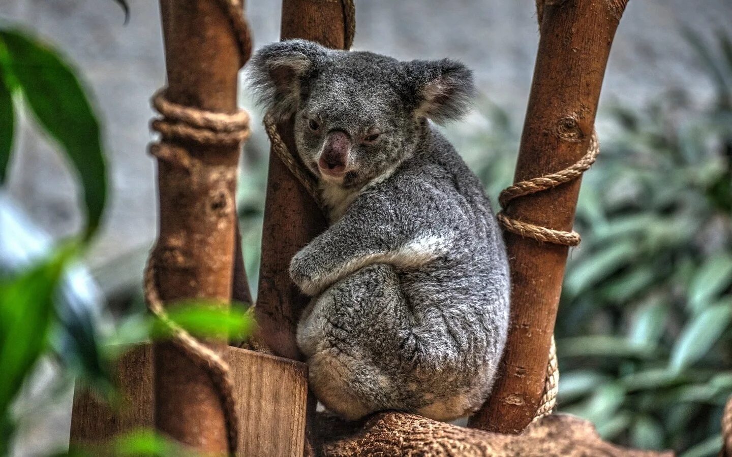 Животные Австралии коала. Медведи коалы в Австралии. Коала на бамбуке. Коала в Африке.
