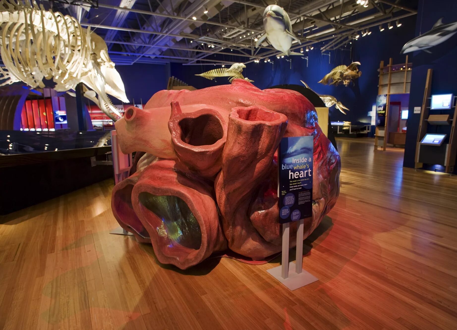 дельфин камеры сердца. строение сердца 7 класс биология. дельфин камеры сердца. дельфин камеры сердца. анатомия дельфинов дыхательная система.