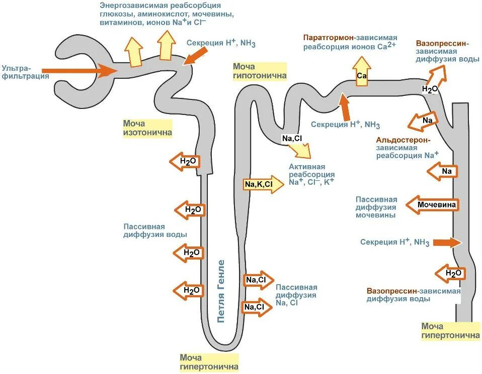 Движение мочи по собирательным трубочкам пирамид. Строение нефрона почки реабсорбция. Нефрон схема фильтрации и реабсорбции. Механизм реабсорбции воды в почках. Фильтрация реабсорбция секреция в почках.