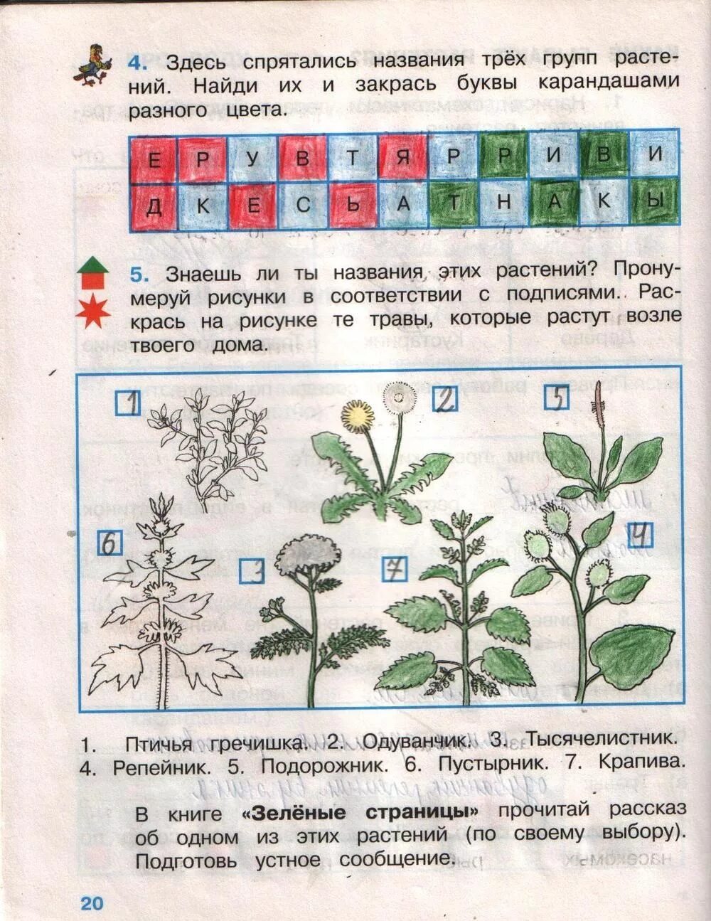 Растения 2 класс окружающий мир. Окружающий мир Плешаков растения. Растения по окружающему миру 2 класс. Травы по окружающему миру класс.