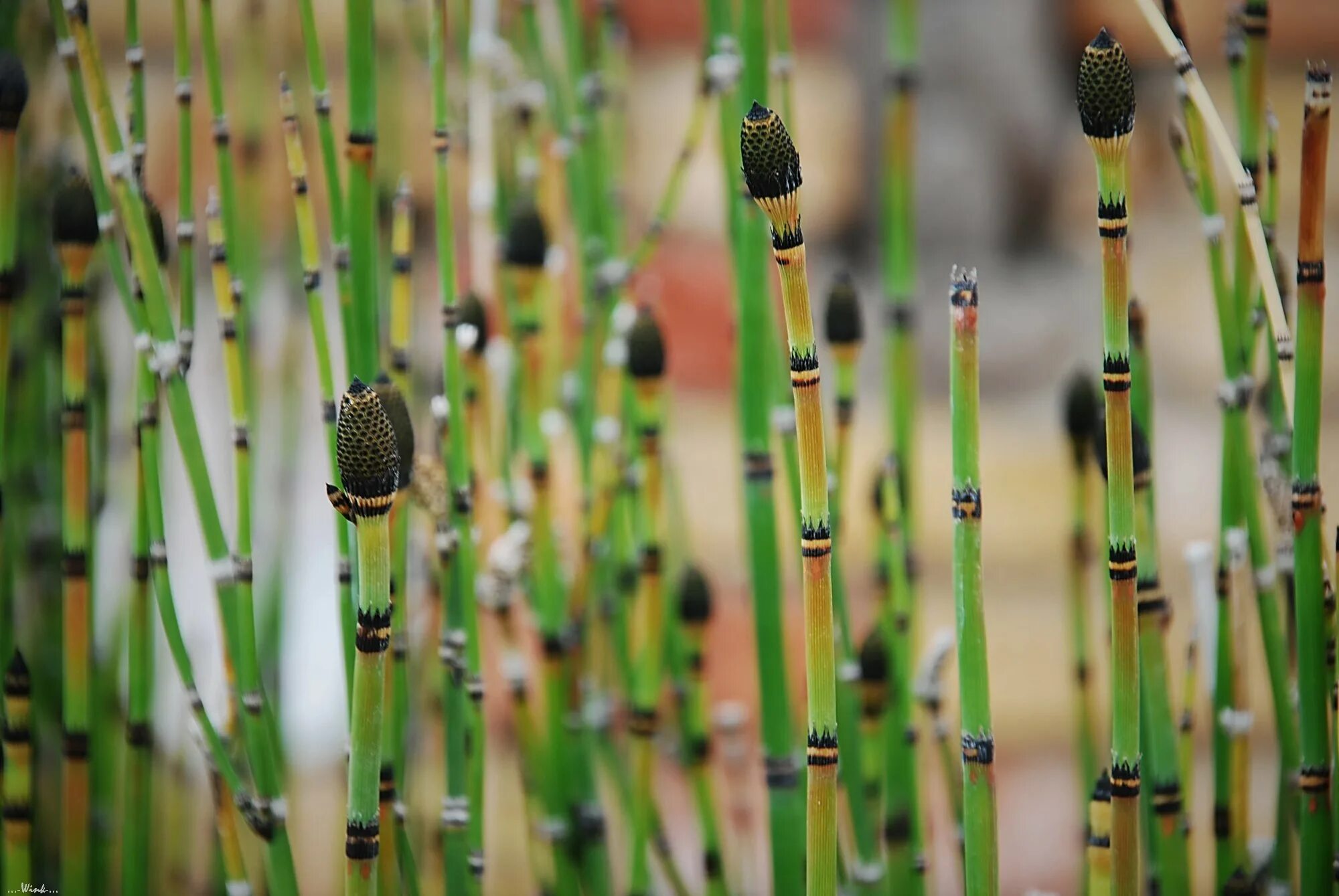 Почему хвощ высшее растение. Хвощ болотный Equisetum palustre. Хвощ полевой зимующий побег. Хвощ полевой, Луговой, зимующий. Хвощ Шаффнера.