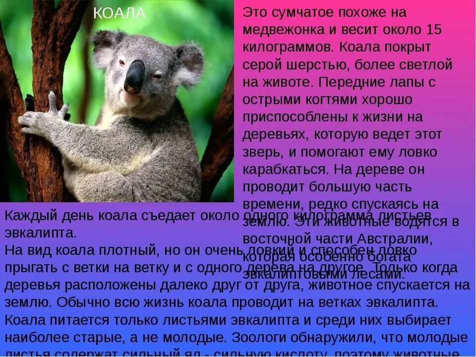 Сообщение про коалу. Коала. Информация о коале. Коала описание. Сообщение о животном коала.