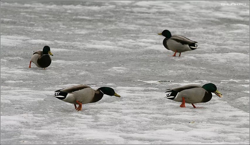Утки в городском парке саратов. Утки в приморском парке. «сова, которая женилась на утке». Саратов горпарк утки. Речные утки (триба).