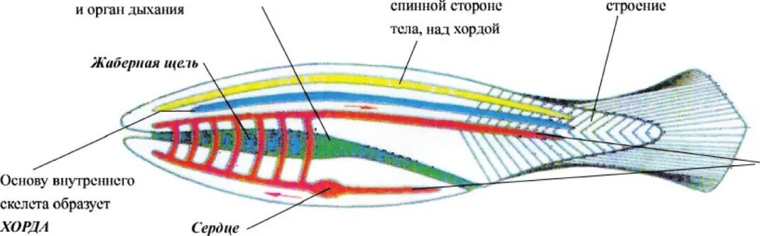 Какой вид имеет нервная система хордовых. Строение хордовых животных. План строения хордовых животных. Общий план строения хордовых рисунок. Внутреннее строение хордовых.